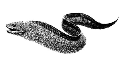 Obraz premium Black and white moray eel illustration isolated with clipping path.