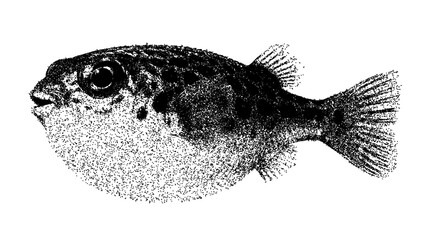 Black and white pufferfish illustration isolated with clipping path. © Hnnylanb