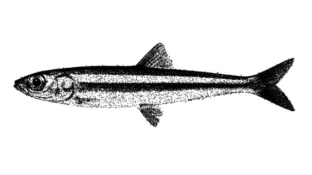Black and white rainbow smelt illustration isolated with clipping path.