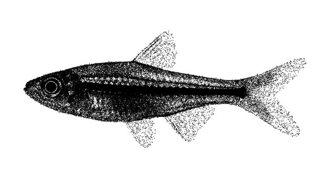 Black and white red-tailed rasbora illustration isolated with clipping path.