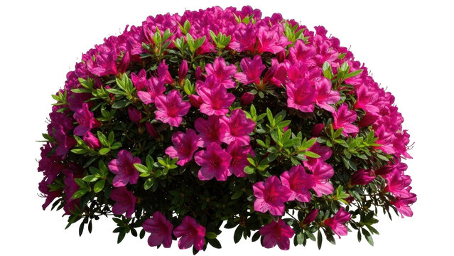 Isolated vibrant pink azalea bush with abundant flowers and green foliage, ornamental garden plant in bloom