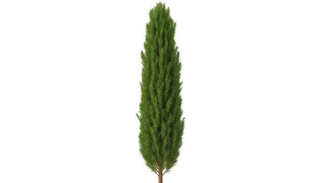 Isolated beautiful slender green ornamental conifer tree with a distinctive vertical shape