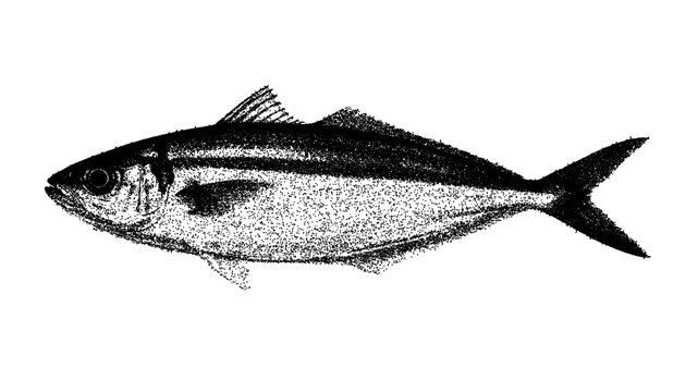 Black and white yellowstripe scad illustration isolated with clipping path.