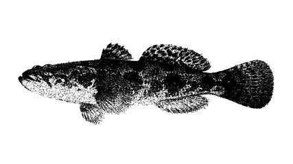 Black and white goby illustration isolated with clipping path.