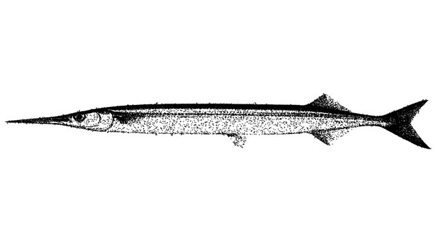 Black and white halfbeak fish illustration isolated with clipping path.