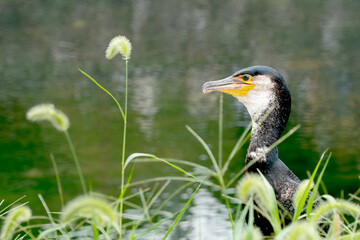 Obraz premium Cormorant by the riverbank surrounded by green grass and water