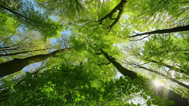 Canopy of tall lush beech trees in a tranquil forest with the sun shining behind the green foliage