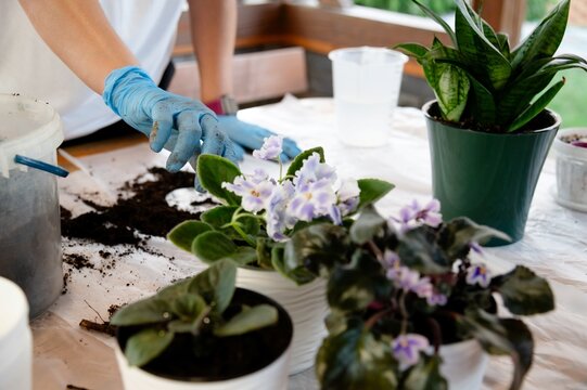 Working on potting plants in a garden area with soil and flowers in the afternoon