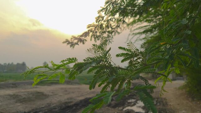 Acacia arabica (Lam) leaves with sunlight.