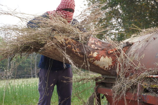 Farmer Handling Straw Beside Threshing Machine