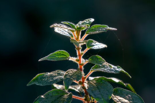 Parietaria judaica or pellitory grass in spring, backlit