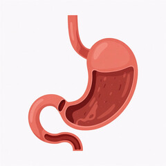 Fototapeta premium Simplified anatomical illustration of the human stomach and esophagus on a plain background.