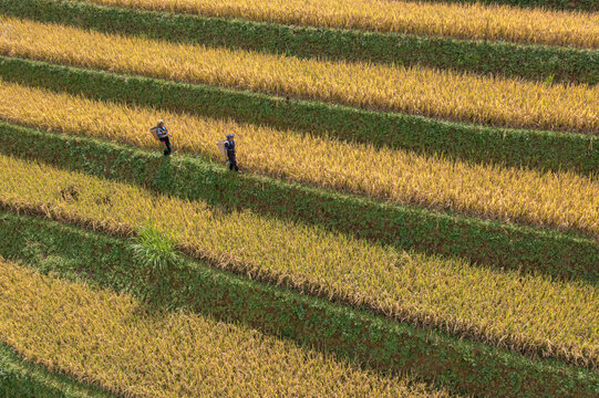 Golden Rice Harvest Season in Mu Cang Chai Terraced Fields, Vietnam