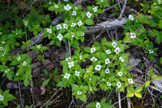 A patch of a Canadian native plant the bunchberry dogwood.
