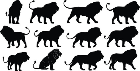 Flat vector illustration of twelve lion silhouettes in different poses, wildlife animal design collection, black silhouette artwork for stock © Anamul Arafat