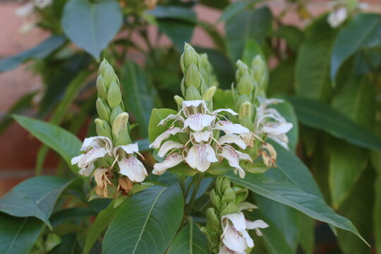 Pavettia, Malabar nut, Vasaka, Carmantine en arbre, Noyer des Indes, Carmantine de Ceylan, Justicia adhatoda, Acanthaceae
