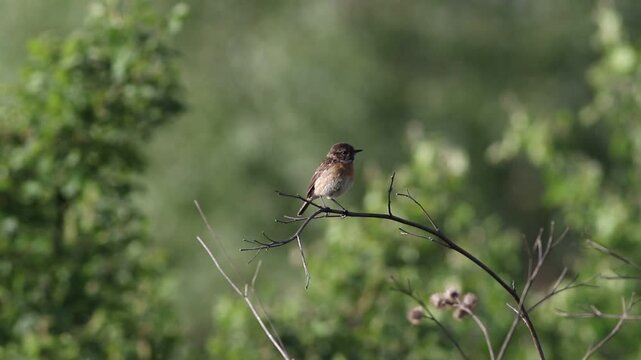 Female European Stonechat (Saxicola rubicola) perched on dry stalk in meadow field