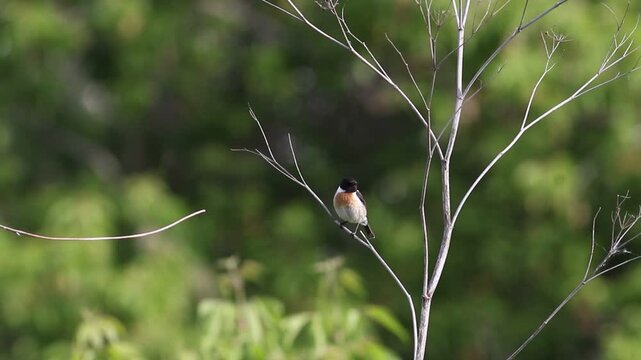 Male European Stonechat (Saxicola rubicola) on dry plant, chirping with green bokeh background