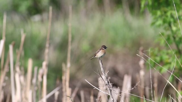 Female European Stonechat (Saxicola rubicola) on dry plant, chirping and flying away, Slow Motion