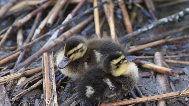 Two cute mallard ducklings (Anas platyrhynchos) on reeds as a third one enters the frame
