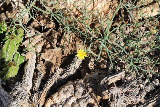 Aulaga, Wicked dandy, Laun&eacute;e arborescente, Sourire de la mari&eacute;e, Cardaviejo, Escarramo&ntilde;a, Launaea arborescens, Asteraceae