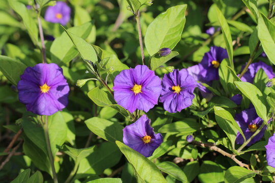 Blue potato bush, Blue Solanum, Paraguay Nightshade, Lycianthe de Rantonnet, Lycianthes rantonnetii, Solanaceae