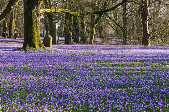Krokusbl&uuml;te im Schlosspark des Schlosses vor Husum in Schleswig-Holstein, Deutschland, mit Millionen von bl&uuml;henden Krokussen im Fr&uuml;hling
