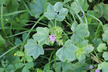 Obraz premium Mallow of Nice, French mallow, Mauve de Nice, Malva nicaeensis, Malvaceae