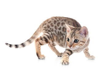 bengal kitten in studio © cynoclub