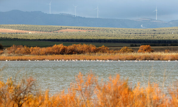 Flock of flamingoes in Laguna Dulce, part of the Lagunas de Campillos natural reserve in Andalusia, Spain, on a cloudy day in winter; wind turbine on the horizon
