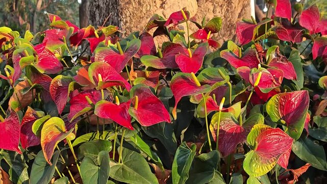 A group of vibrant red and green Anthurium andraeanum plants in a tropical park.
