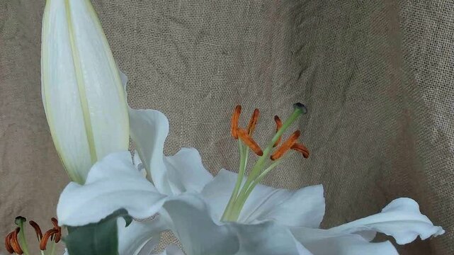Fioritura rapidadi fiori in metodo timelapse