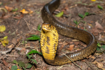 Obraz premium A deadly but shy brown forest cobra (Naja subfulva) displaying its signature hood in a defensive pose on a forest floor – A deadly venomous snake found in Central and East Africa