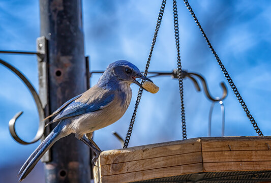 Bird feeding at local garden feeding station during early winter morning