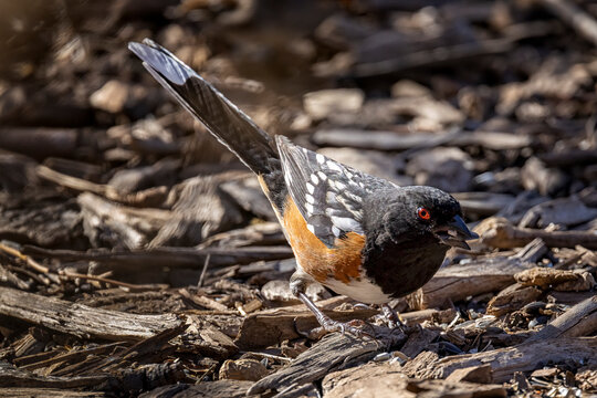 Spotted Towhee foraging in local garden on cold winter morning