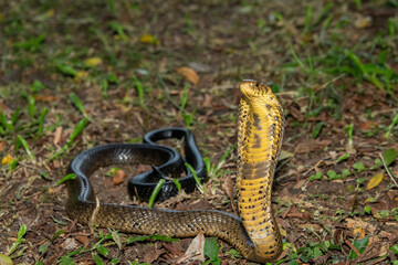 Obraz premium A deadly but shy brown forest cobra (Naja subfulva) displaying its signature hood in a defensive pose on a forest floor – A deadly venomous snake found in Central and East Africa
