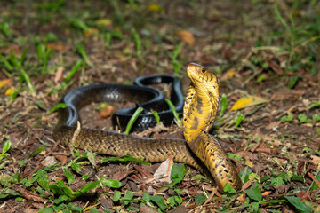 Obraz premium A deadly but shy brown forest cobra (Naja subfulva) displaying its signature hood in a defensive pose on a forest floor – A deadly venomous snake found in Central and East Africa