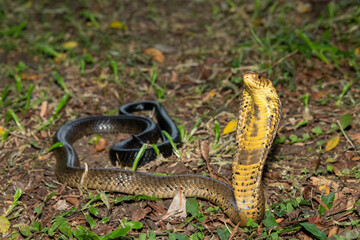 Obraz premium A deadly but shy brown forest cobra (Naja subfulva) displaying its signature hood in a defensive pose on a forest floor – A deadly venomous snake found in Central and East Africa