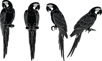 Beautiful black macaw parrot silhouette collection with detailed white line art set on white background for tropical wildlife vector design. © Hafiza