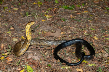 Obraz premium A deadly but shy brown forest cobra (Naja subfulva) displaying its signature hood in a defensive pose on a forest floor – A deadly venomous snake found in Central and East Africa