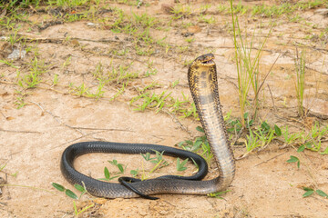 Obraz premium A deadly brown forest cobra (Naja subfulva) displaying its signature hood in a defensive pose at the edge of a coastal forest – A deadly venomous snake found in Central and East Africa