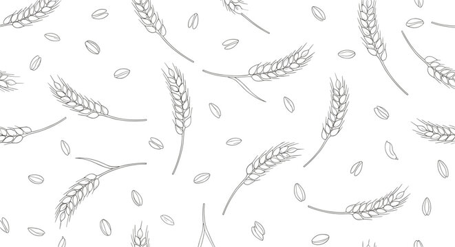 Seamless vector pattern featuring hand drawn sketches of organic wheat ears and grains on a clean white background.
