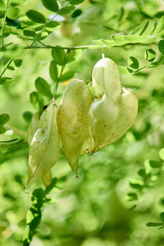 Colutea arborescens seed pods hanging in bright green foliage