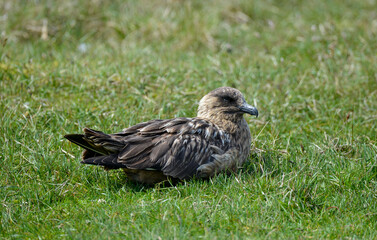 Obraz premium Grand Labbe