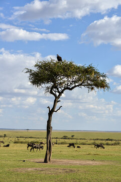 Gnou &agrave; barbe blanche, Connochaetes taurinus, Vautour oricou, Vautour nubien, Torgos tracheliotos, r&eacute;serve nationale du Masai Mara, Kenya, Afrique