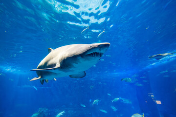 Naklejka premium Sand tiger shark swims past glass in Seville, Spain aquarium, mouth open to show ragged teeth and scarred snout, with fish and rays nearby and tunnel like perspective.