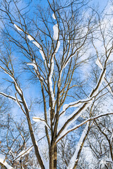 Obraz premium snow-covered tree trunk and blue sky in background