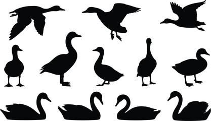 Silhouettes of Ducks Geese and Swans in Various Poses on White Background goose bird © MdAbdul