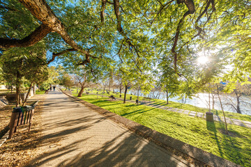 Fototapeta premium Sunlit riverside park promenade along the Guadalquivir in Seville. Broad tree canopies cast long morning shadows as people stroll and sit on benches in warm early light.