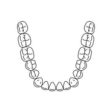 Detailed medical diagram of human mandibular dental arch drawn by a professional dental technician